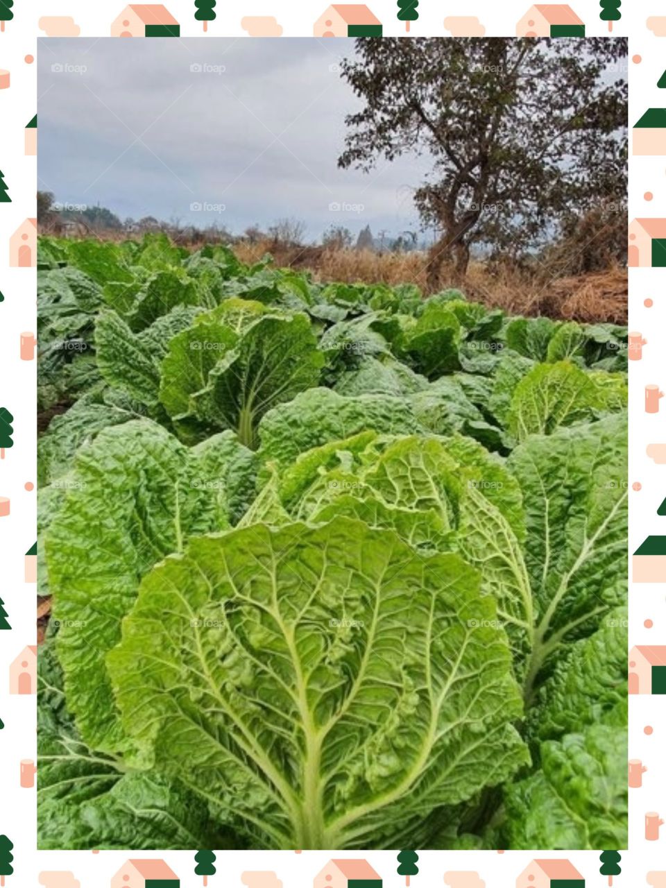 The Cabbage Farm In South Korea.