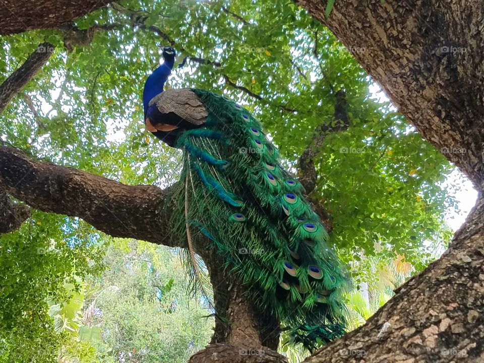 peacock perched in oak tree beautifully displays his brightly.coloroed tail feathers