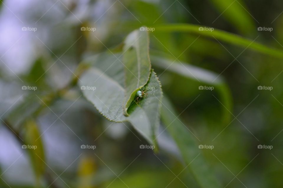 beetle in foliage