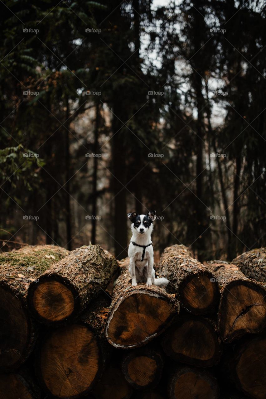 A pet dog Standing on a wood