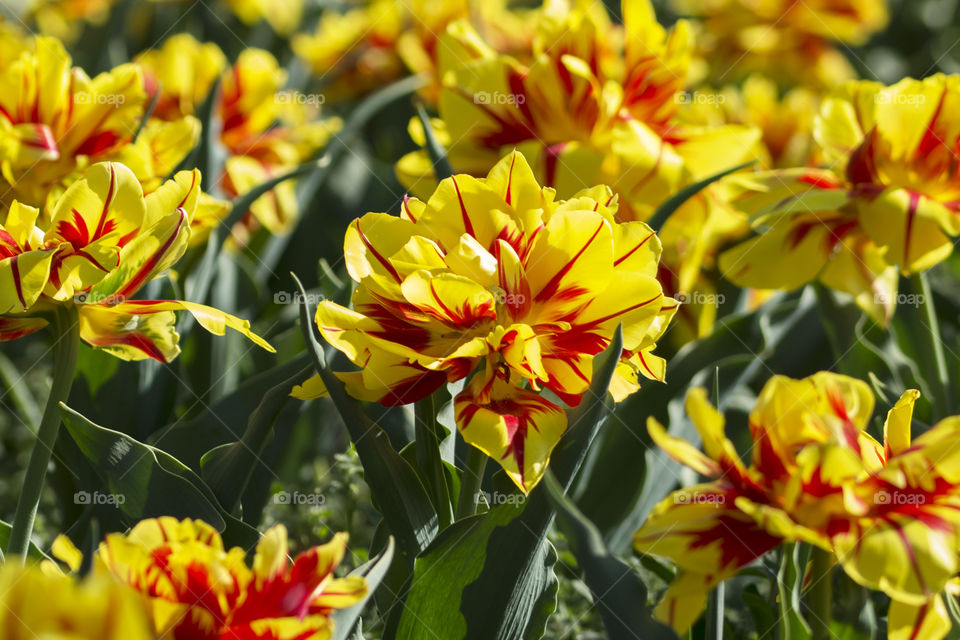 Field of amazingly beautiful red and yellow tulip flowers in full bloom