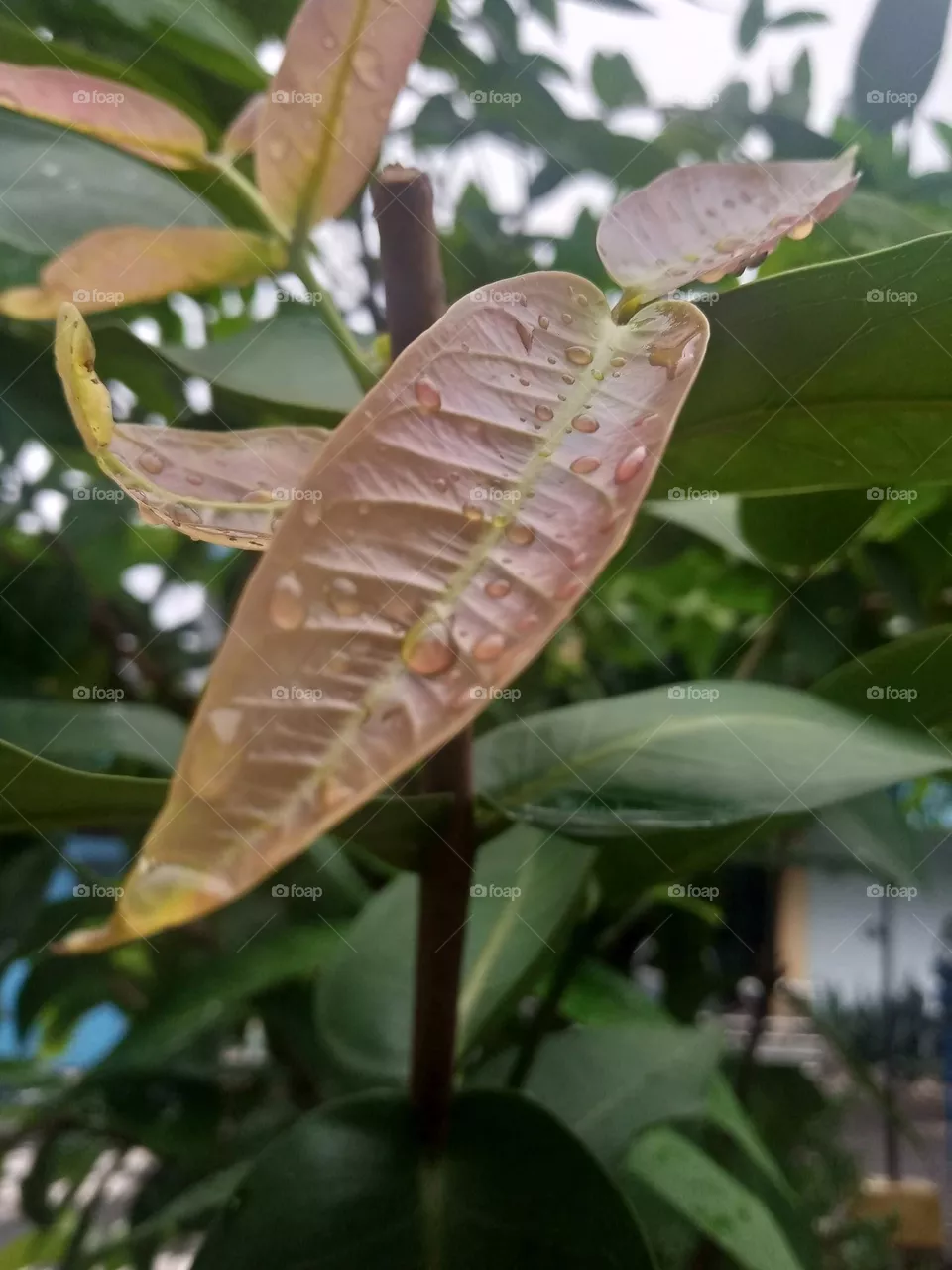 beauty brown leaves