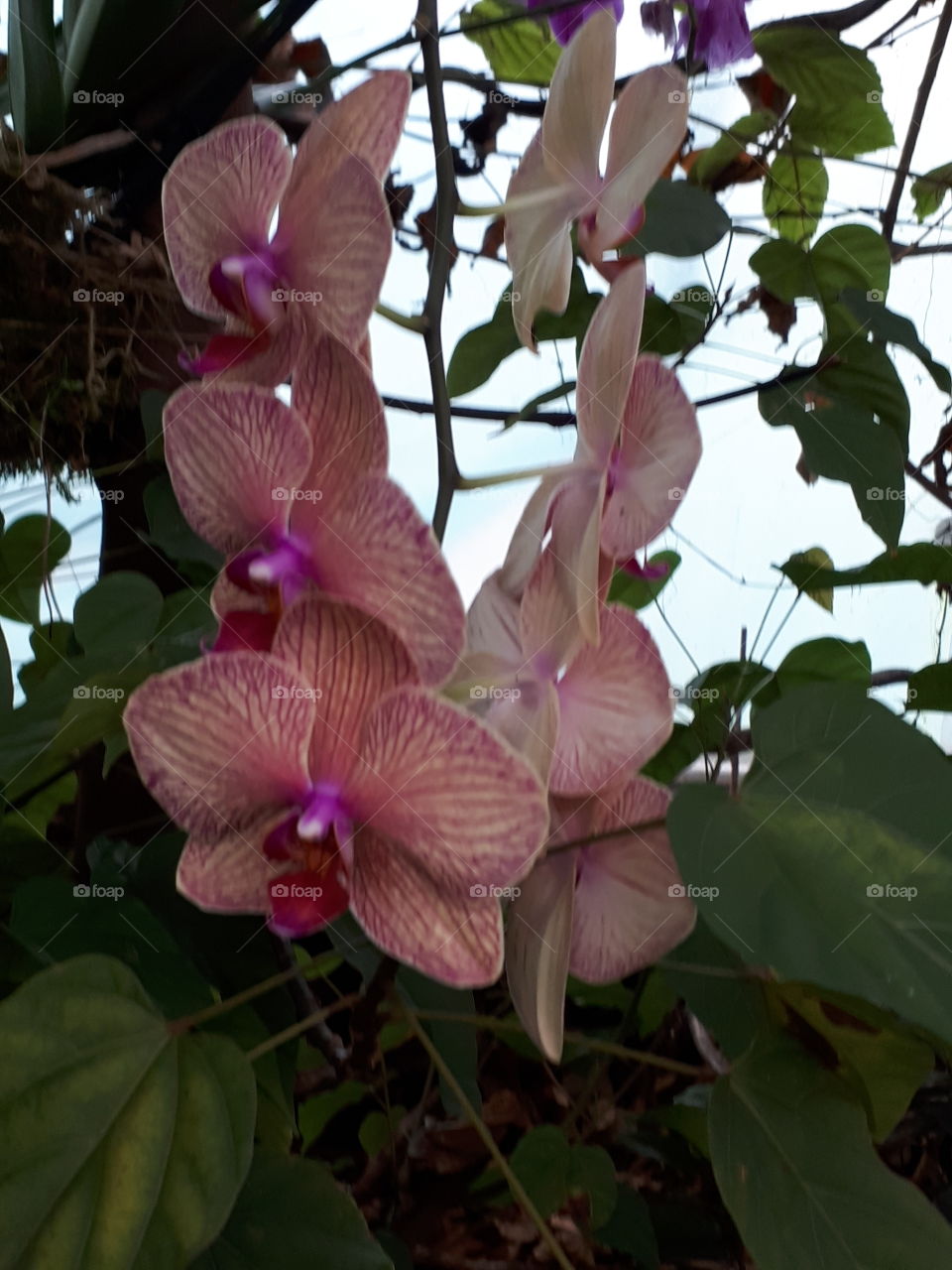 Wild Orchid Flowers