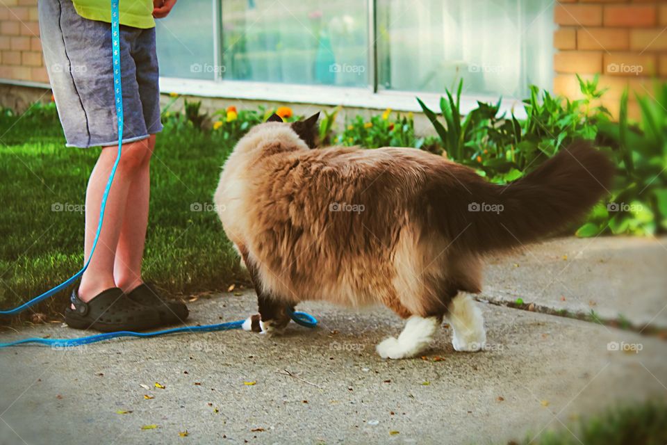Taking his kitty for a walk. Or the kitty is taking him for a walk!