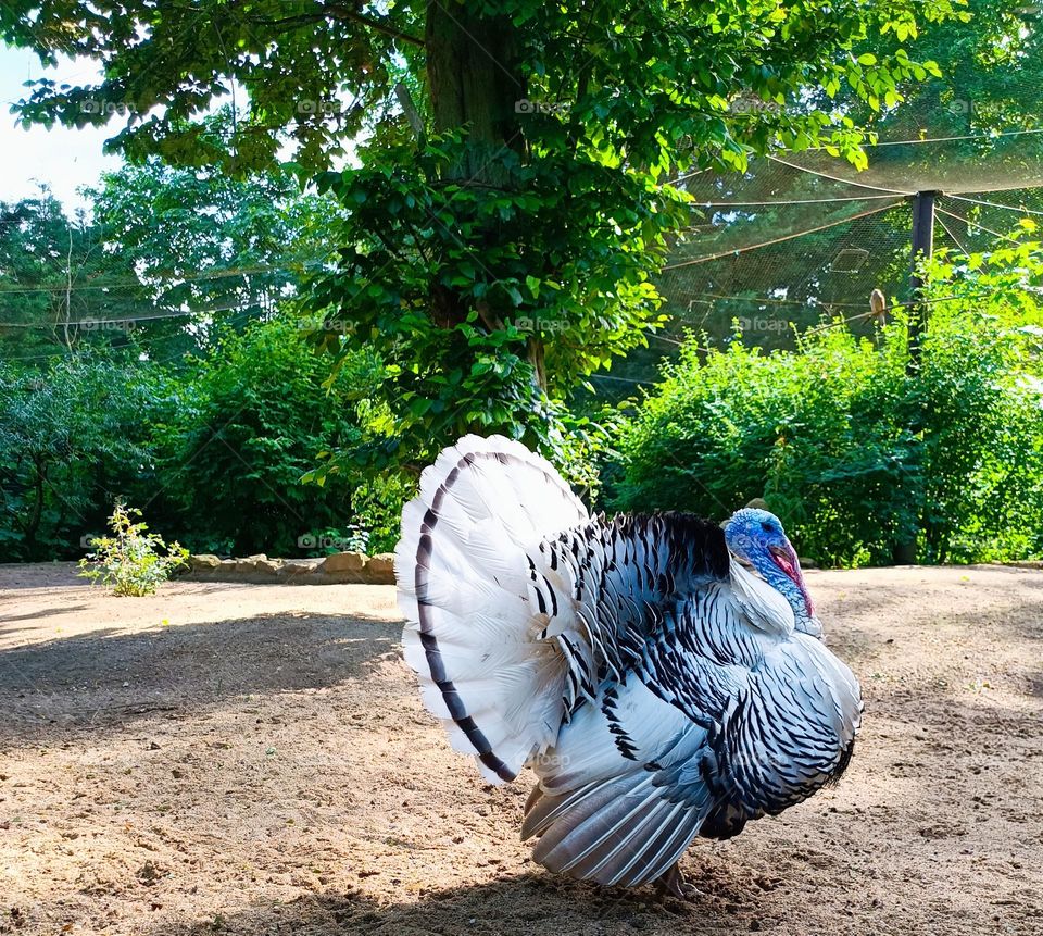 Close-up of an isolated turkey during a curtship dance