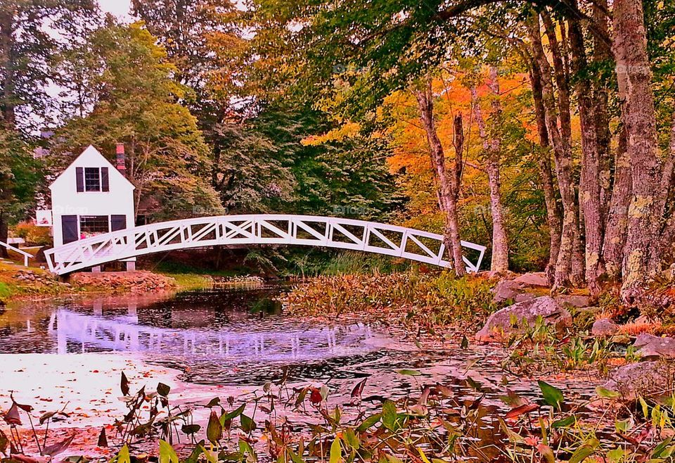 Bridge Autumn