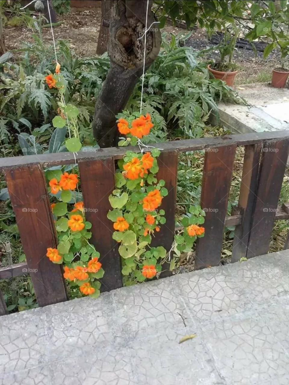 floreale