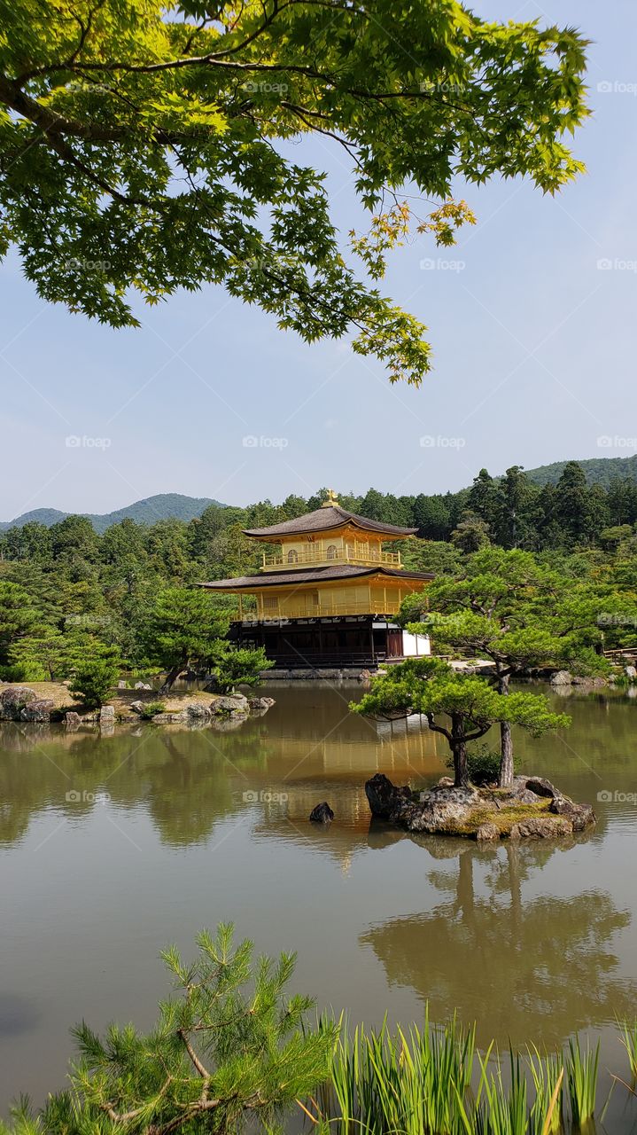 Kinkaku-Ji The Golden Temple - Tall Shot