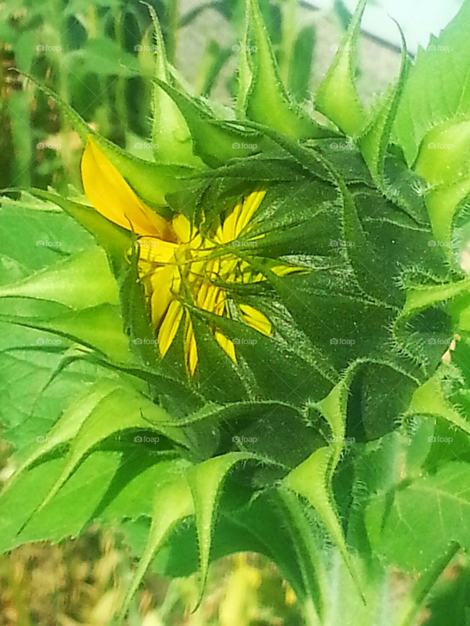A Lovely sunflower starting to open