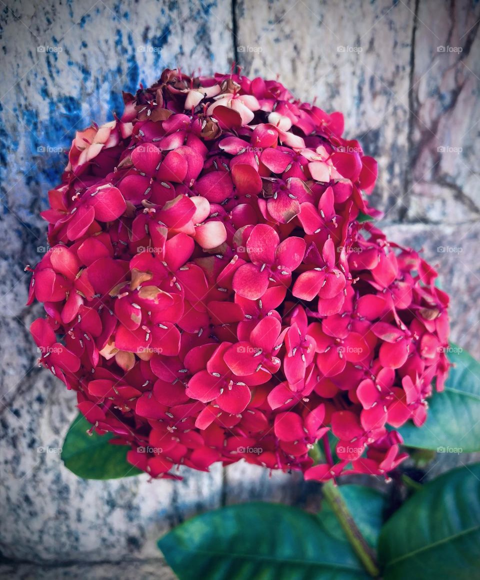 (ixora flower)🌹 🇺🇸 Very beautiful flowers to brighten our day.  Live nature and its beauty. Did you like the delicate petals? / 🇧🇷 Flores muito bonitas para alegrar nosso dia. Viva a natureza e sua beleza. Gostaram das pétalas delicadas? 