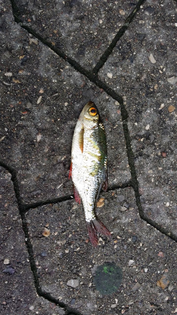 fish on the ground