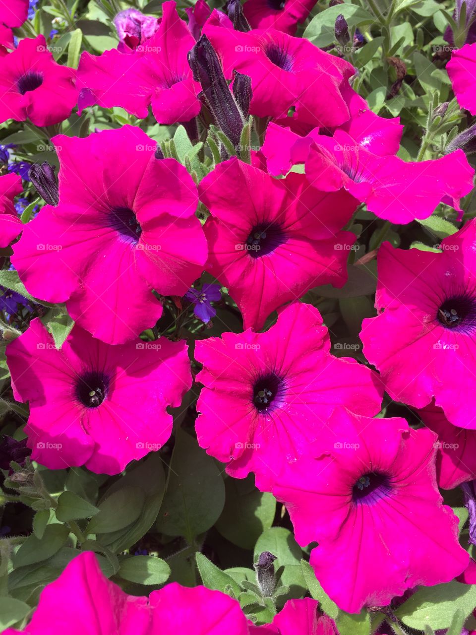 Pink petunias