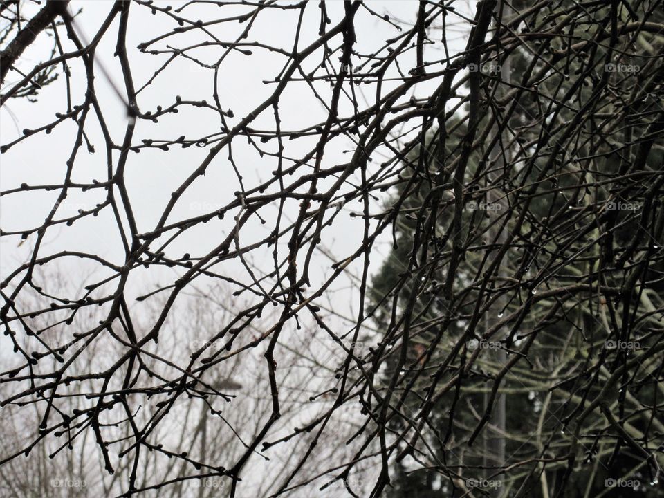 wet branches