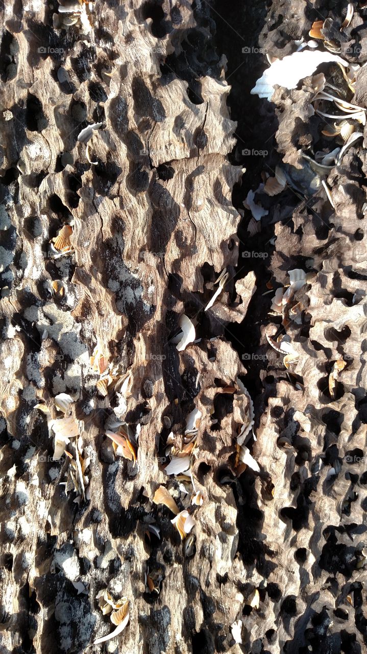 Driftwood Shells
