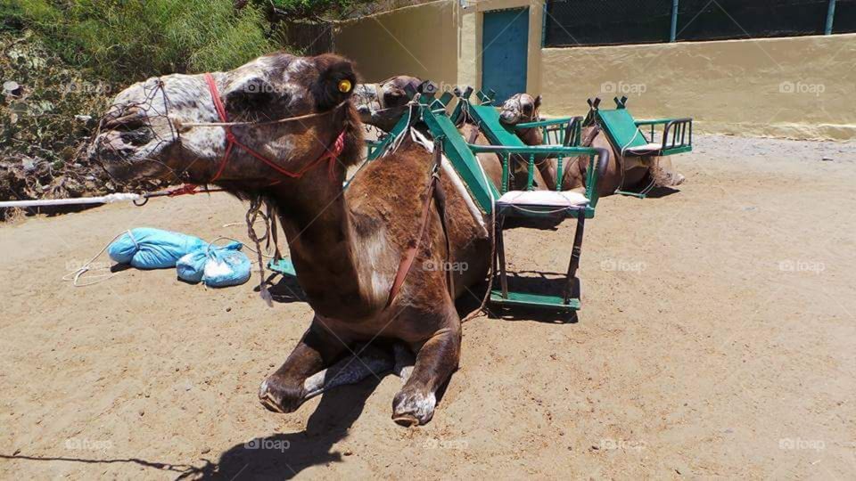 Mammal, Sand, No Person, People, One