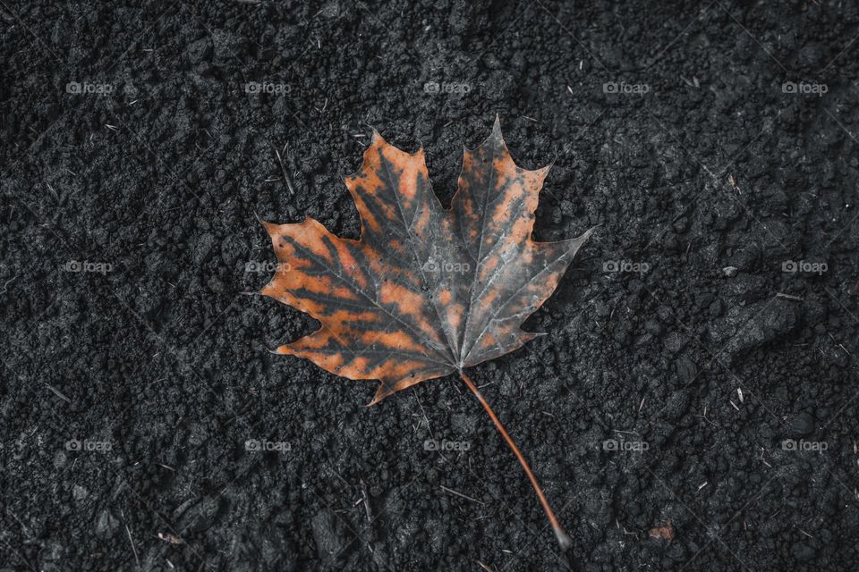 Dark orange leaf on ground.  Fall concept