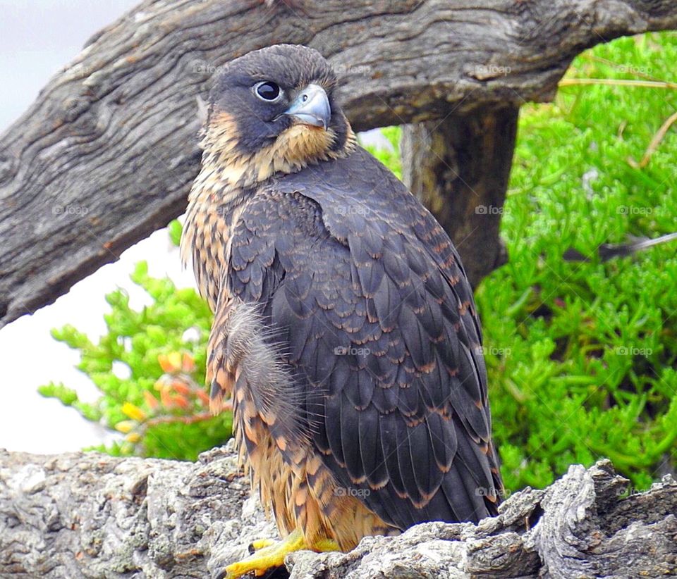 Peregrine Falcon