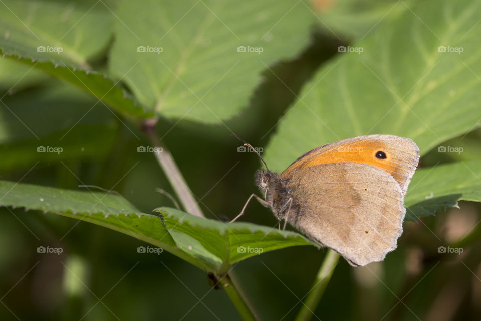 Butterfly on leaf 