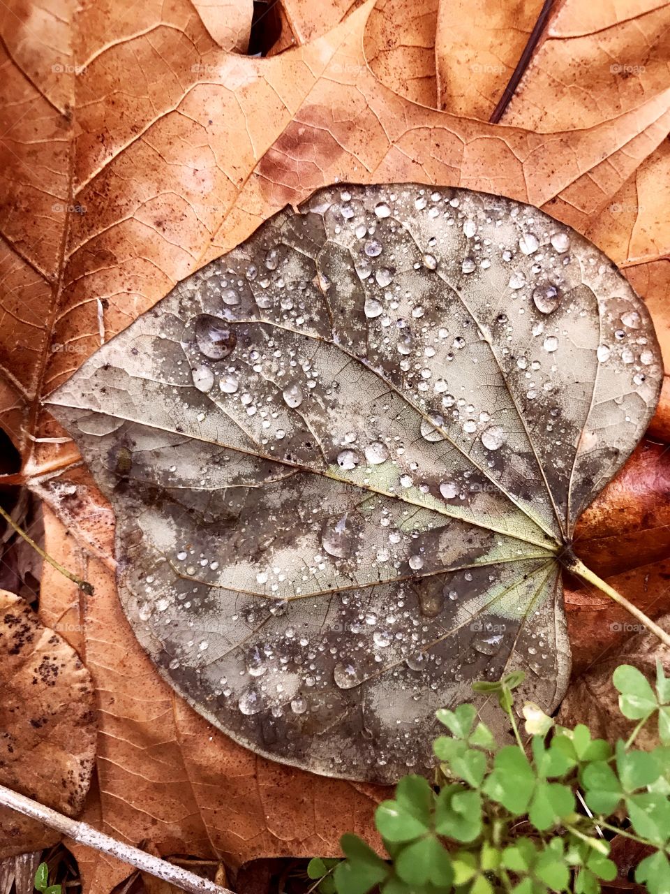 Leaf surgery raindrops 