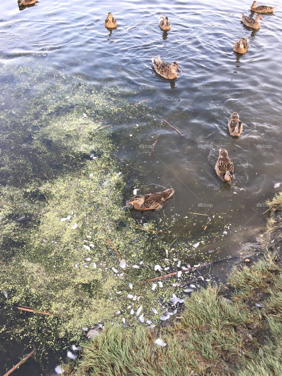 Ducks