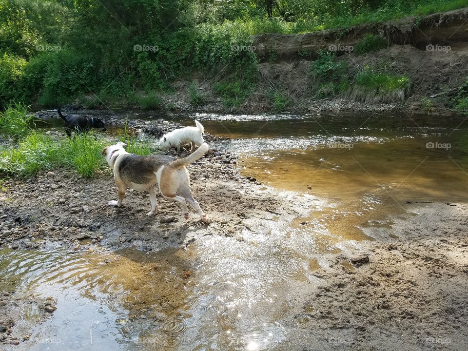 Dog river explorers
