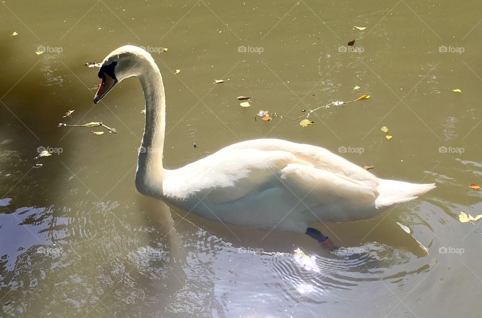 A swan 