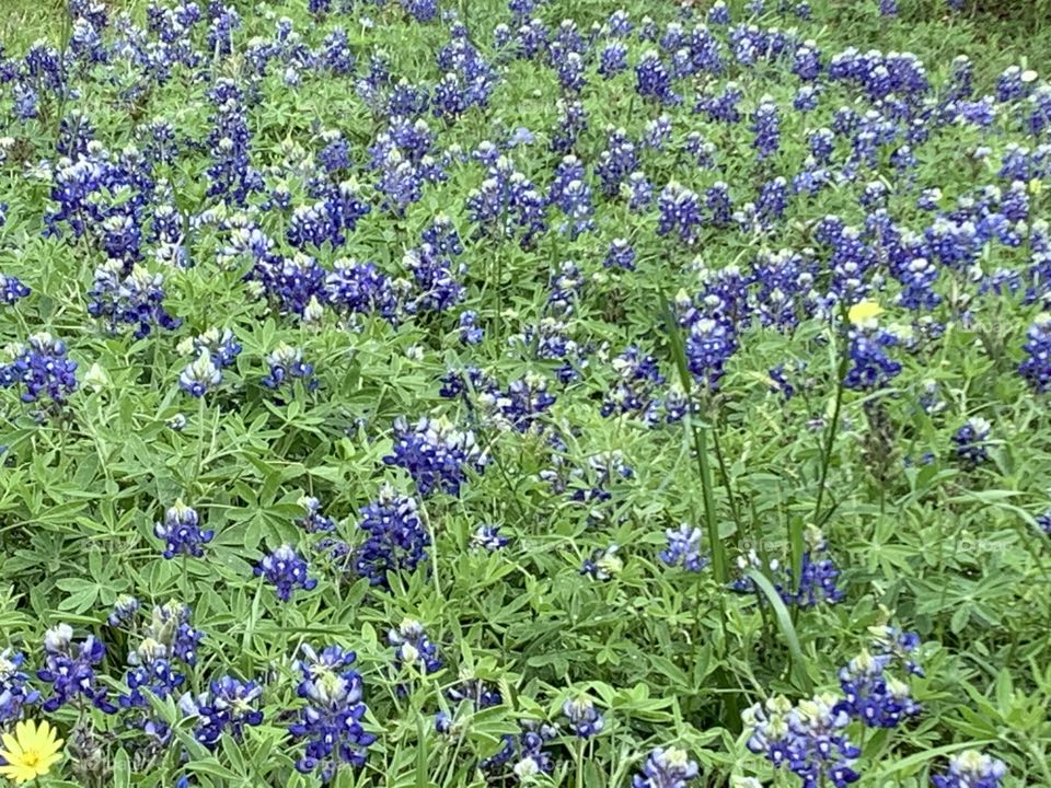 Texas Bluebonnets