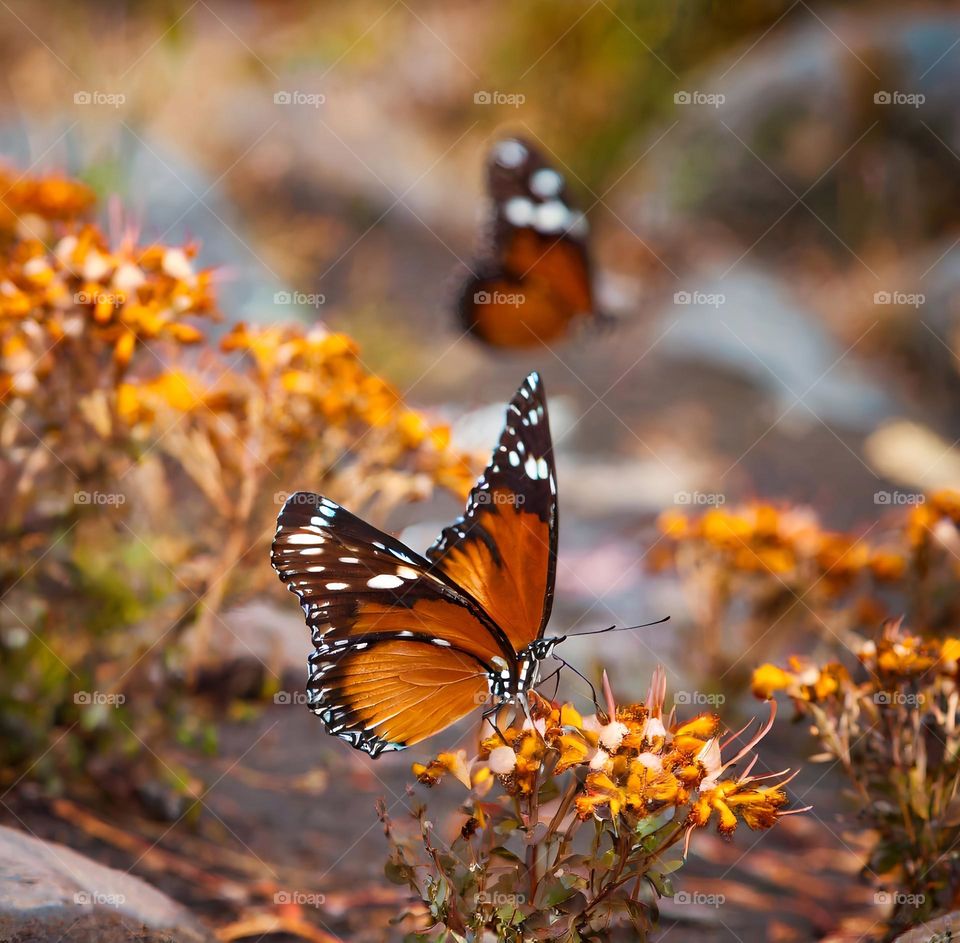 Mariposas en Parque Nacional Puyehue