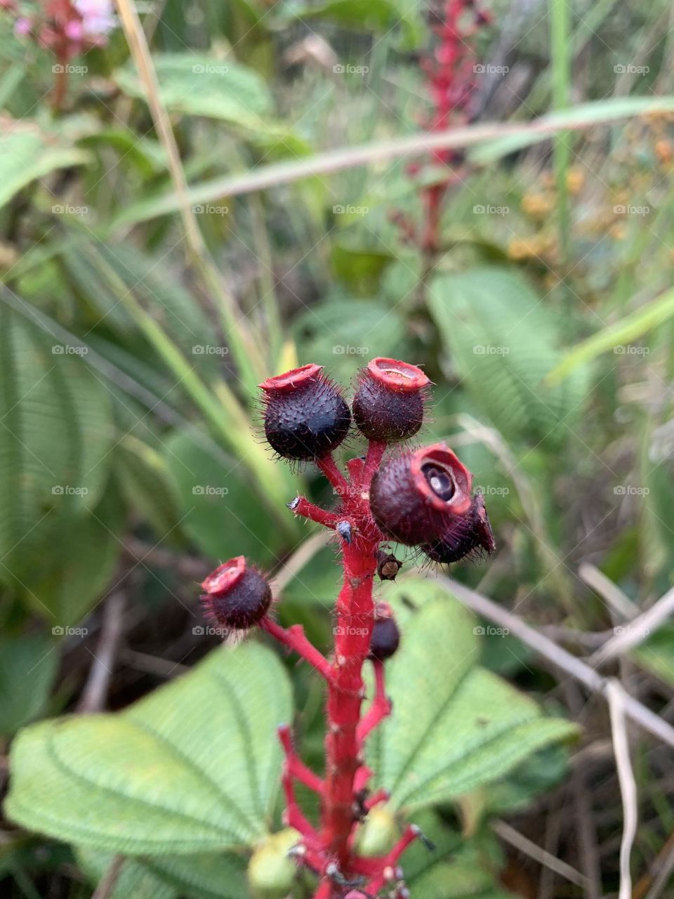 Qual é o nome dessa planta ? 😮