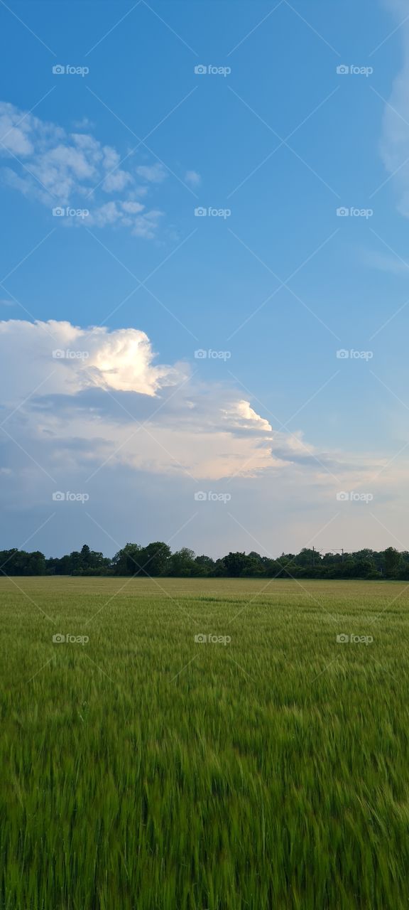 grain field