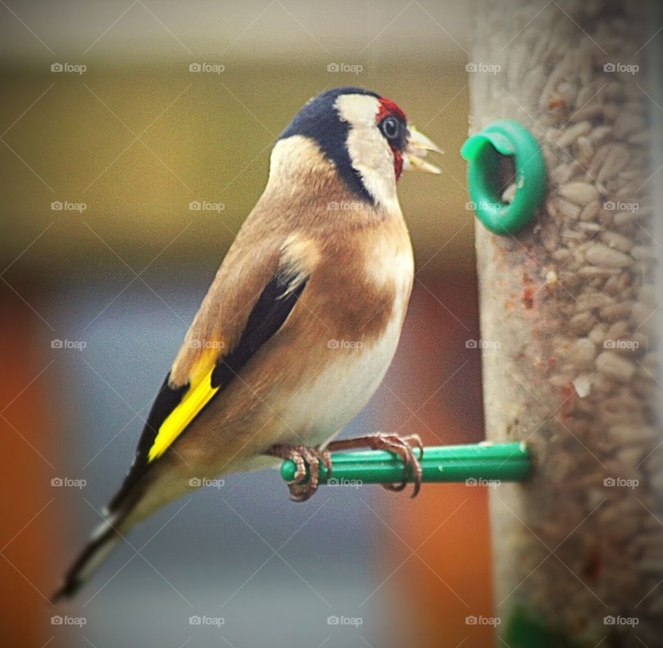 Goldfinch eating sunflower hearts