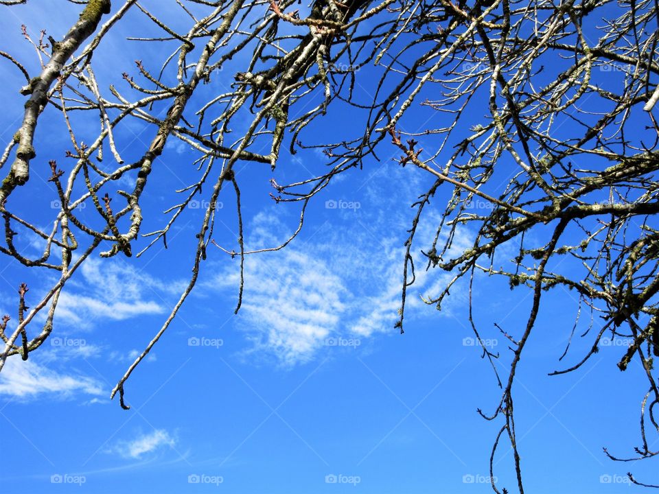 sky through branches