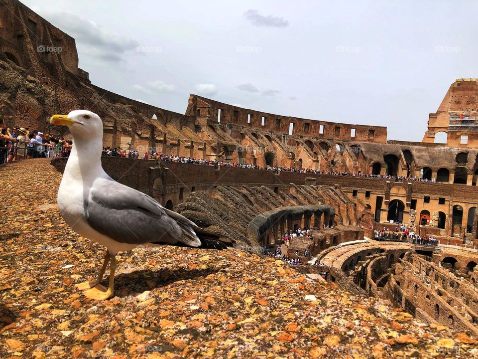 Colosseum and 🐦