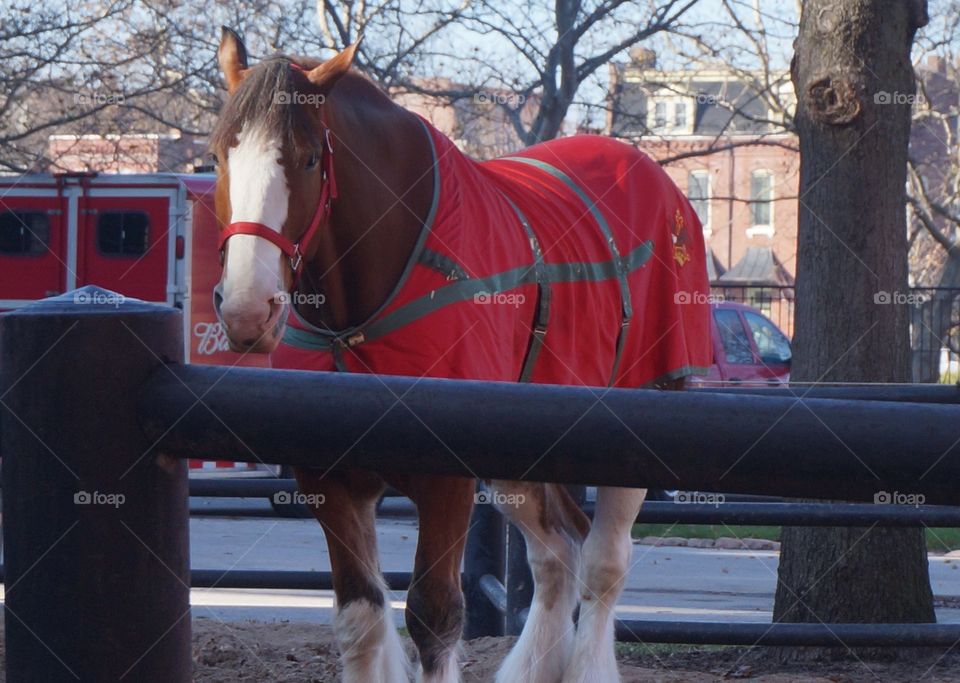 Budweiser Clydesdales with winter blankets.