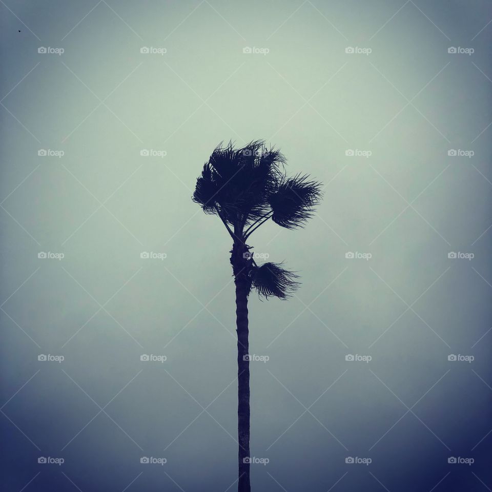 Palm Tree