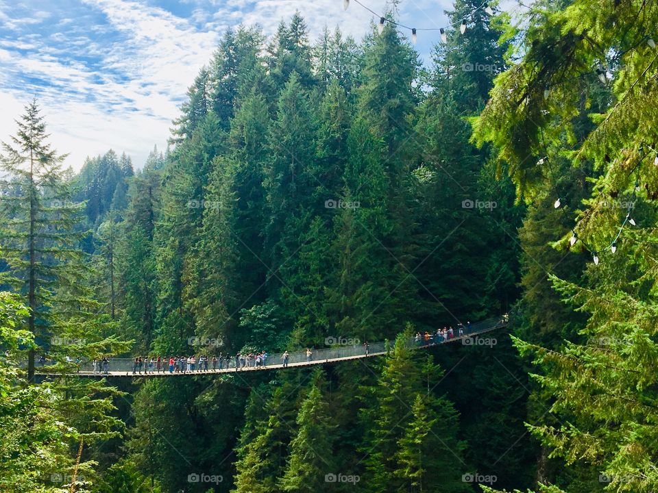 Bridge to the nature 