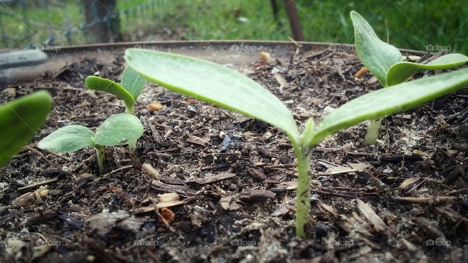 green seedlings growing in a container outside in a  garden