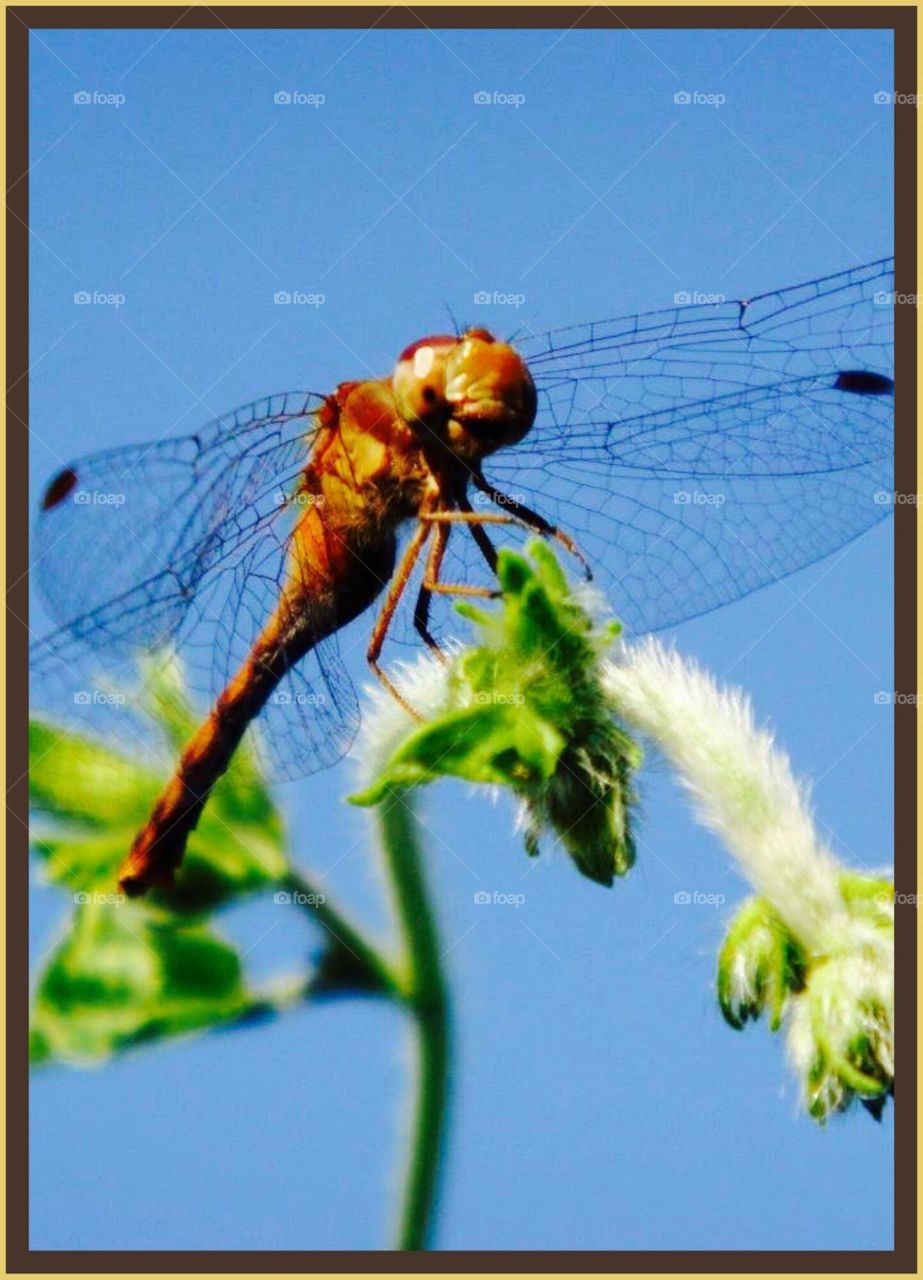 dragonfly