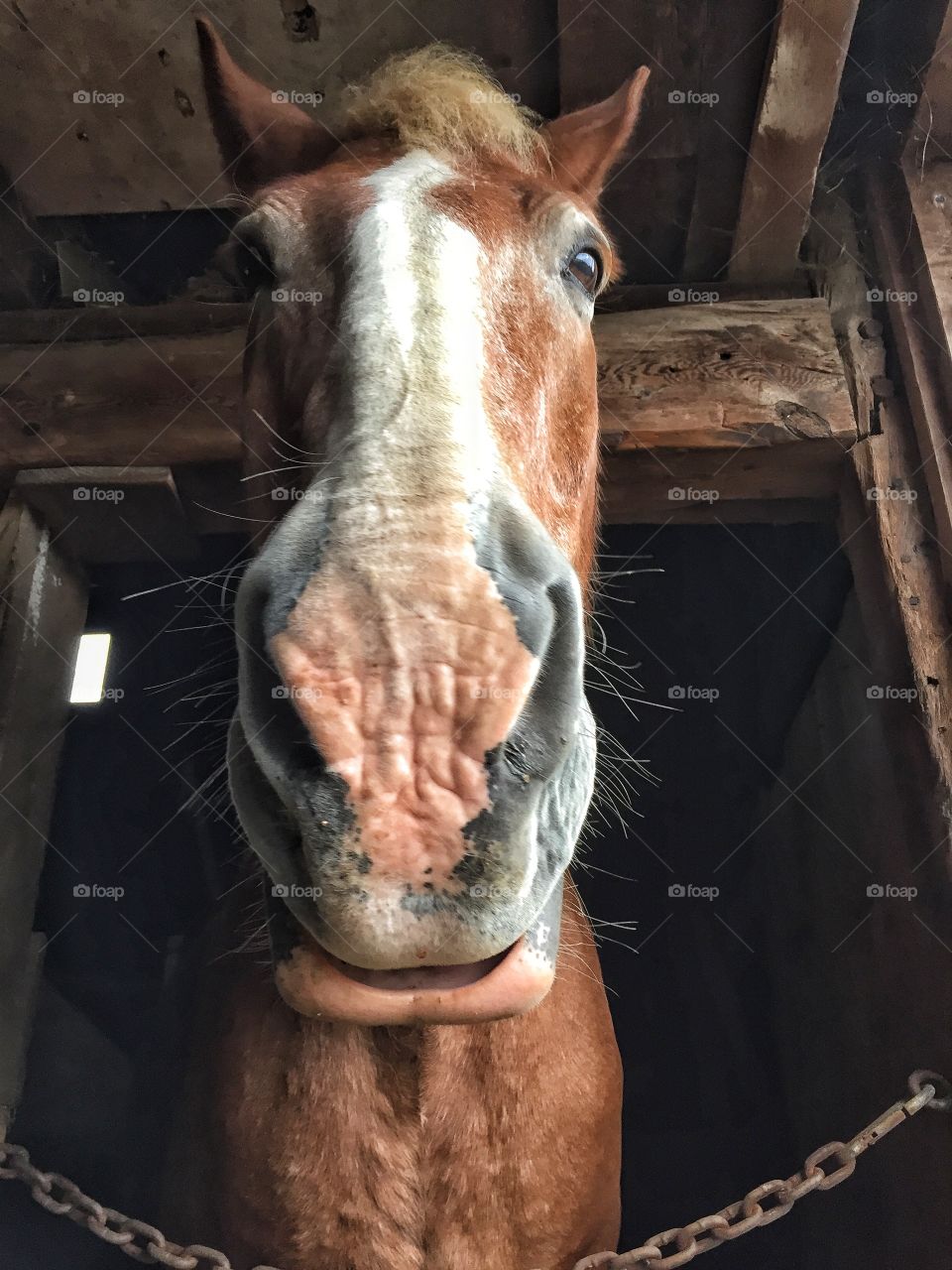 why the long face?