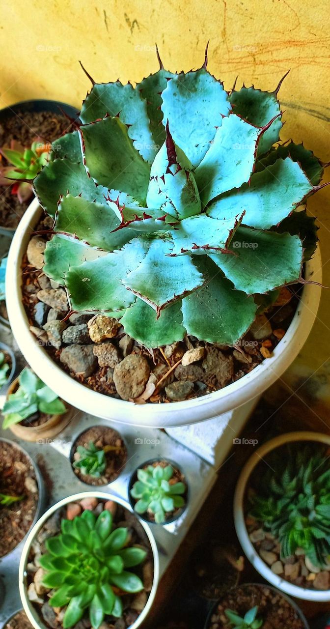 Storage of flowers in pots is neatly arranged