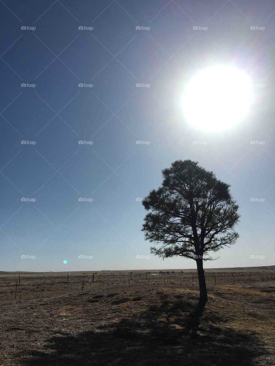 A barren landscape with a solitary tree. A fence behind it, some cattle far off in the distance. The tree stands alone on a small mound. The sun shines down brightly on the landscape.
