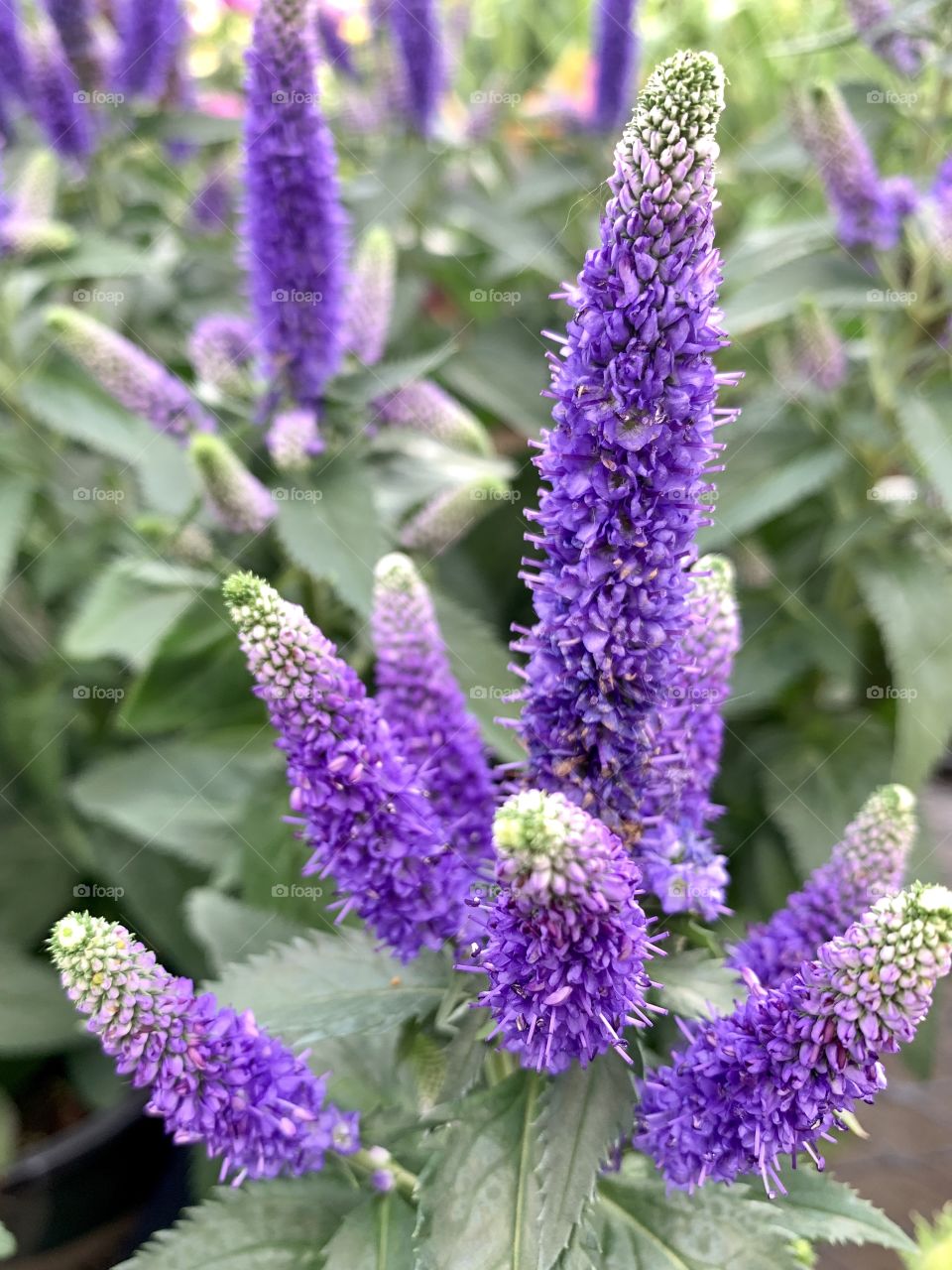 Speedwell plants in bloom