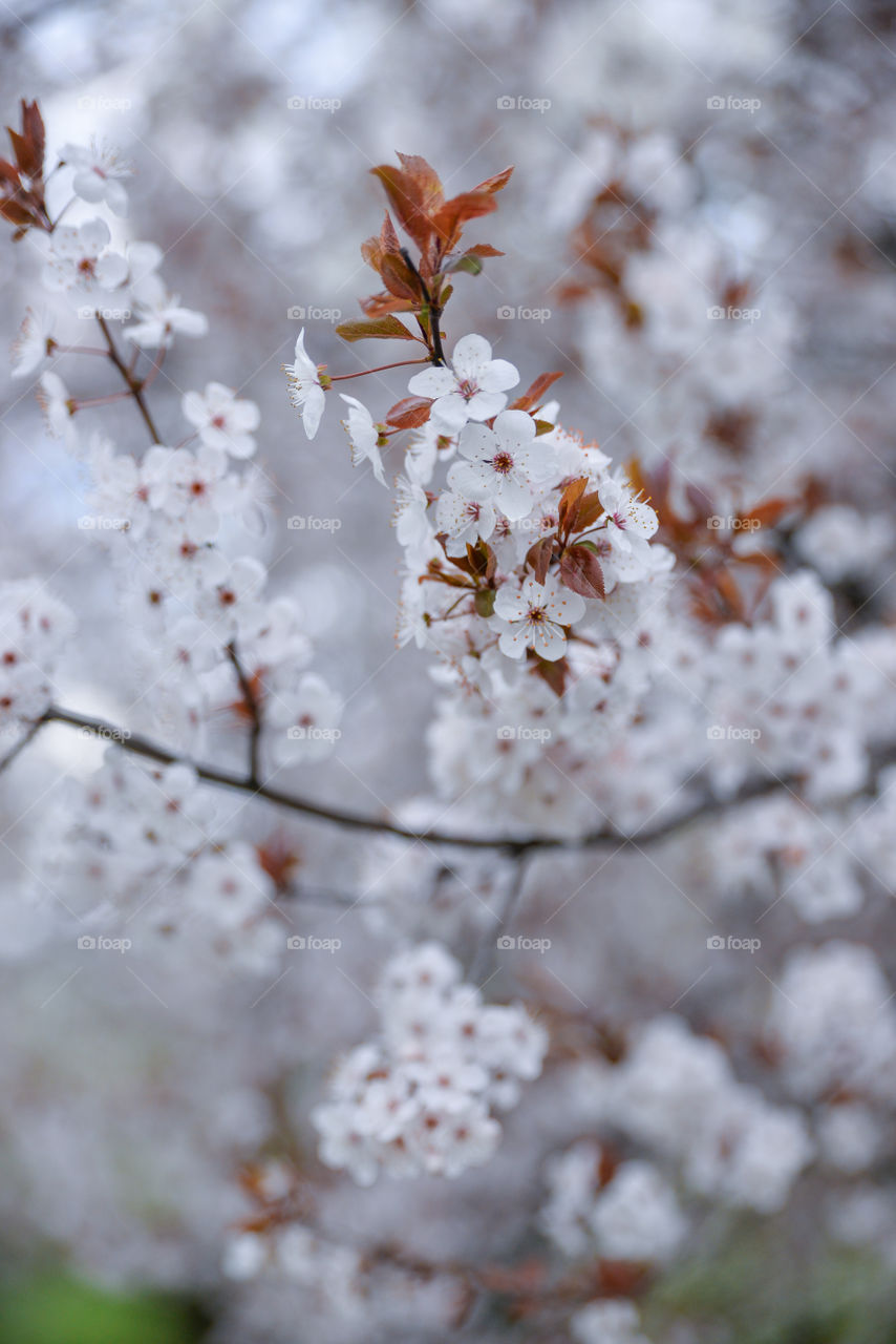 Blooming white flowers