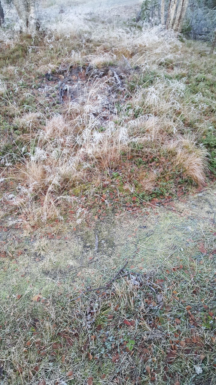 frozen grass