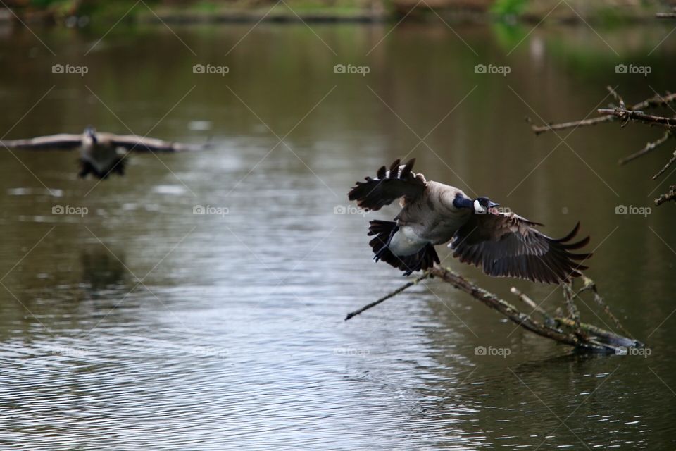 Birds in flight 