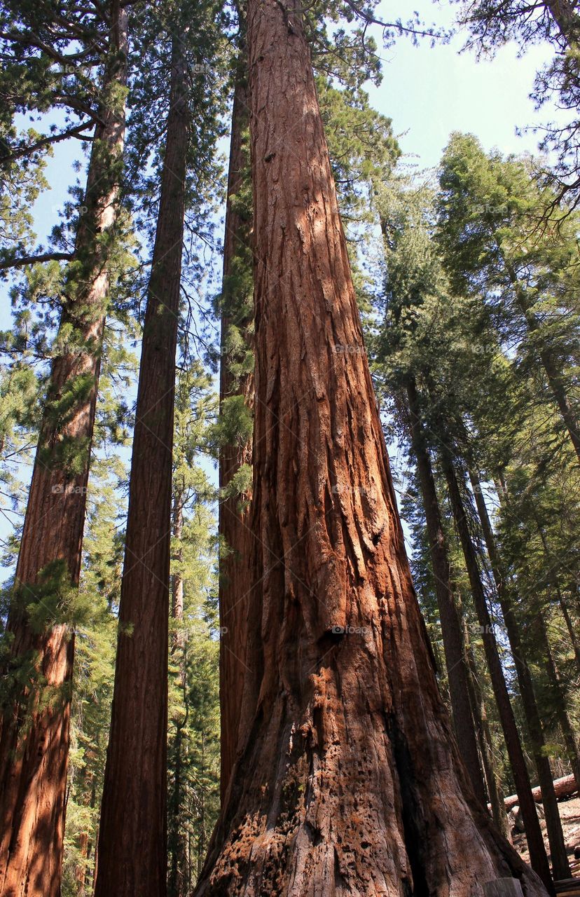 Giant sequoia 