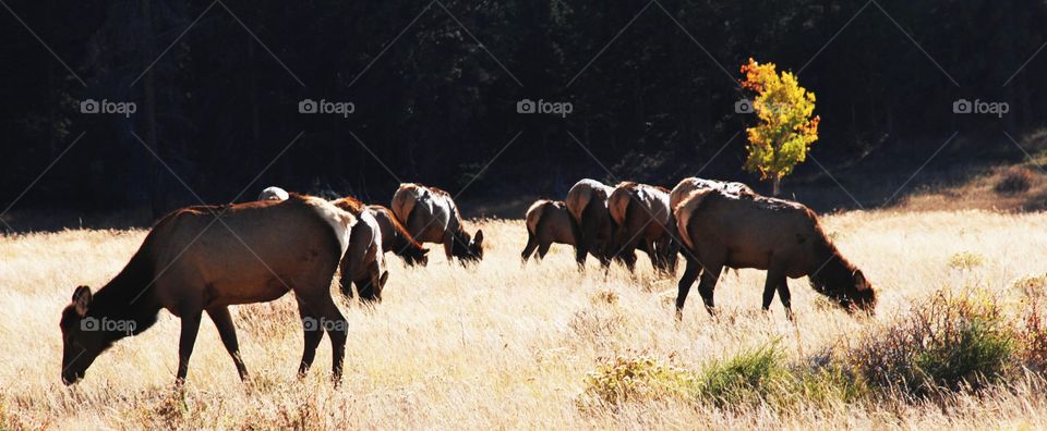 Elk