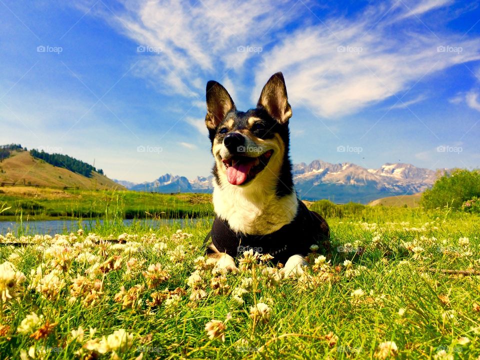 Dog in meadow