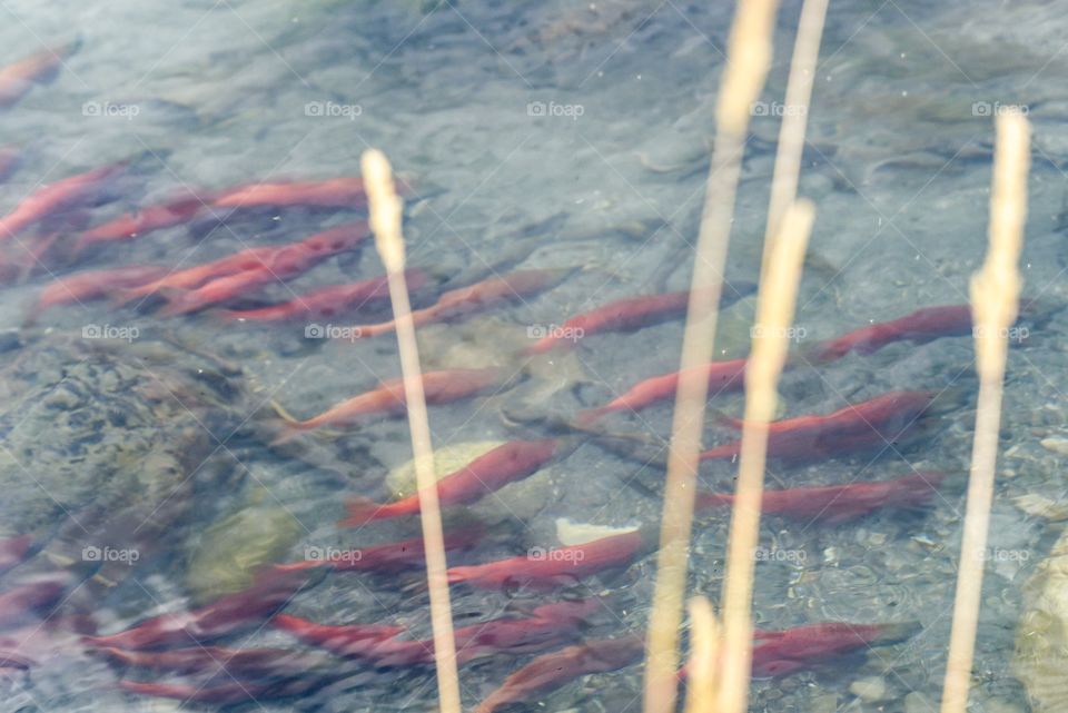 Spawning Kokanee