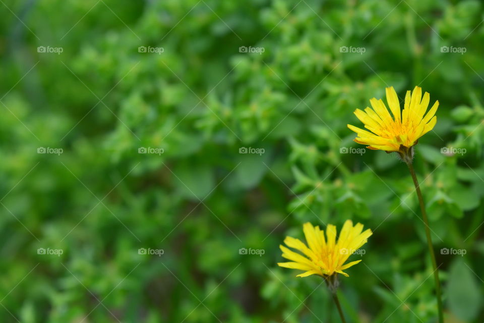 Beautiful yellow flowers in the garden.